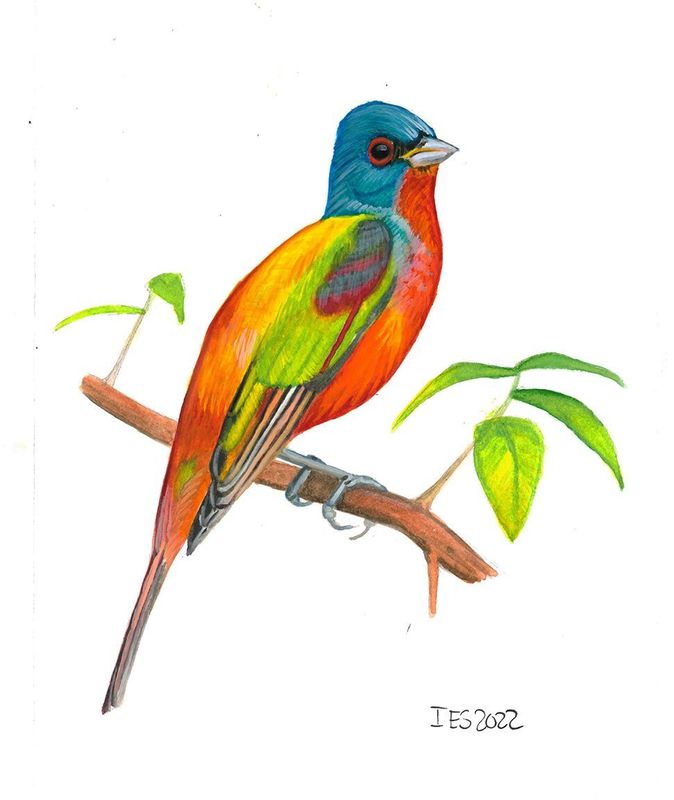 "Painted Bunting" by Isaiah Scott