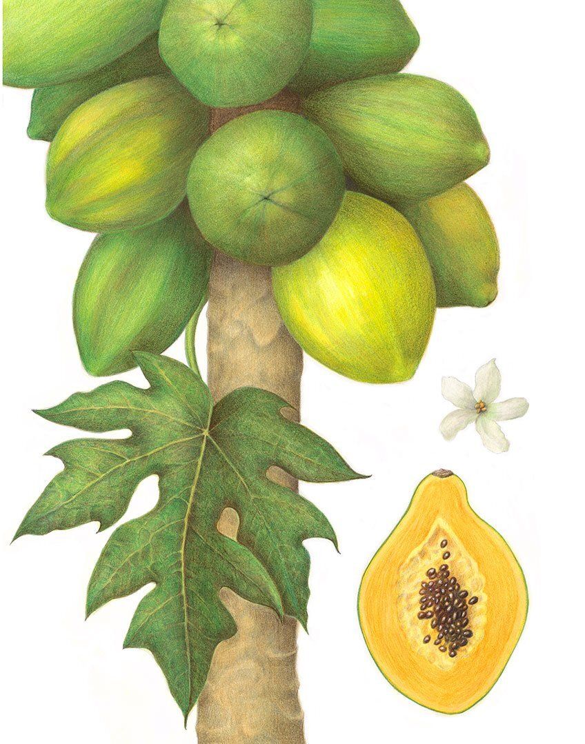 "Papaya Botanical" by Denise Robinson