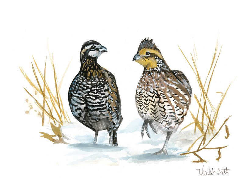 "Northern Bobwhite Quail" by Isaiah Scott