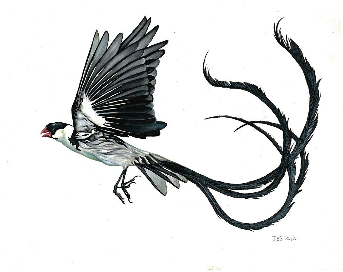 "Pin Tailed Wydeh" by Isaiah Scott