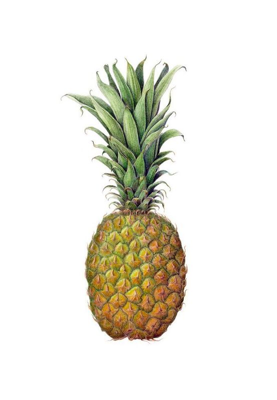 "Pineapple Welcome" by Denise Robinson