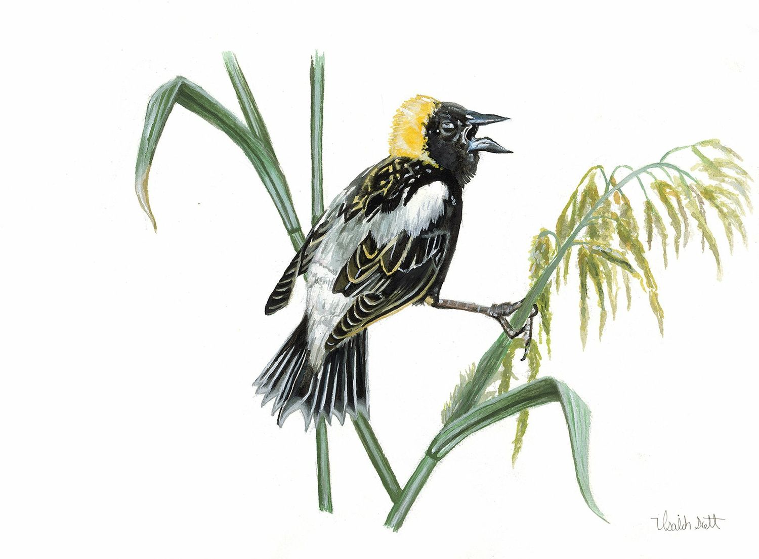 "Bobolink" by Isaiah Scott