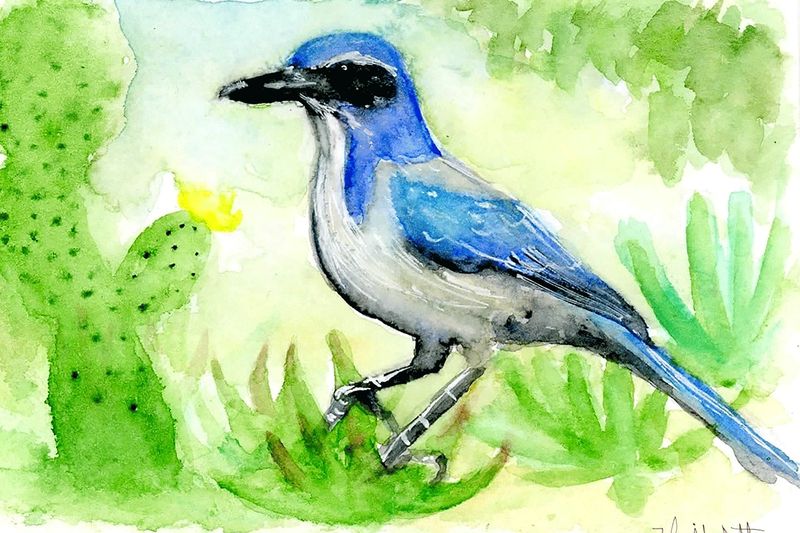 "California Scrub Jay" by Isaiah Scott