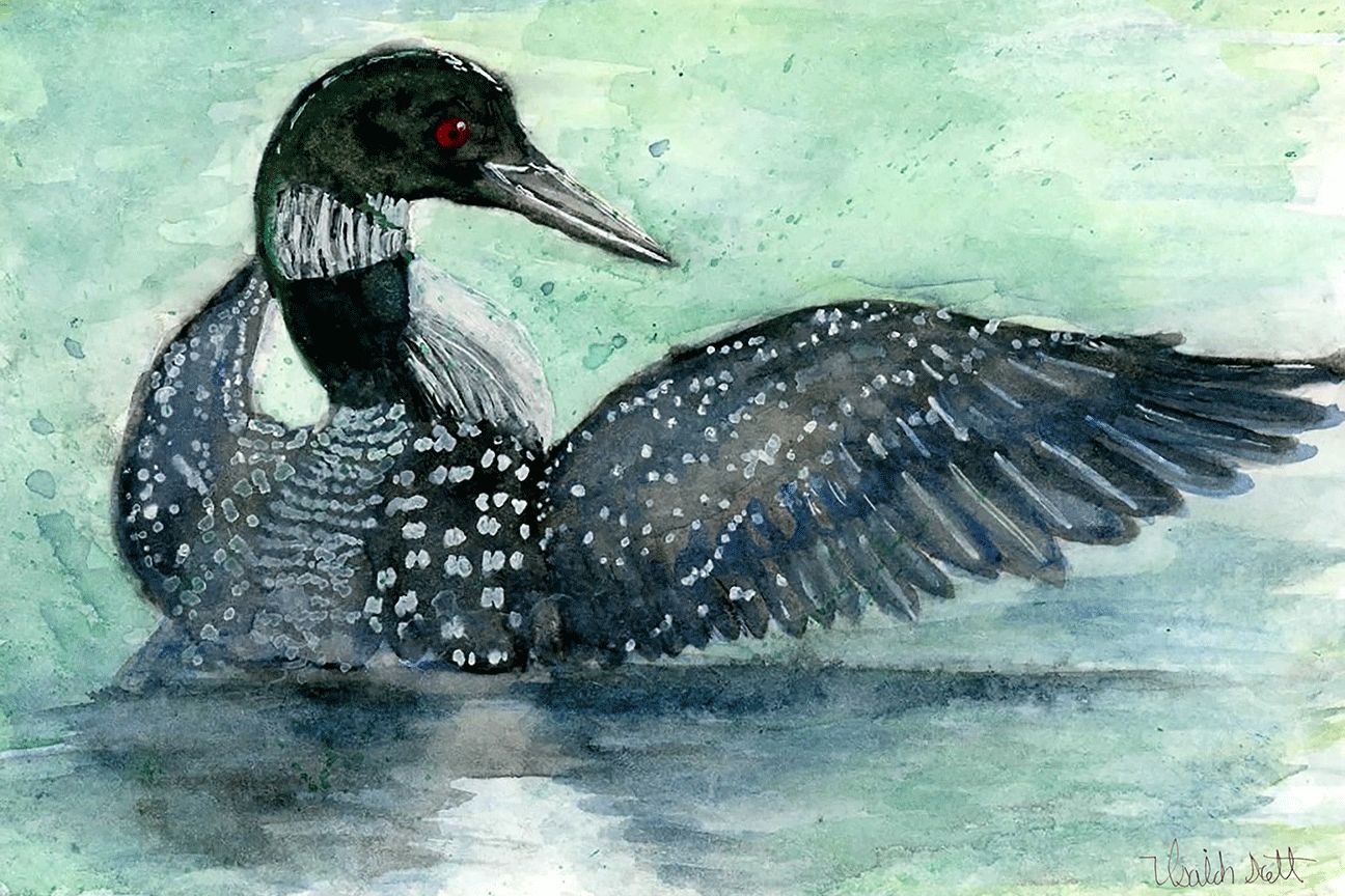 "Common Loon" by Isaiah Scott