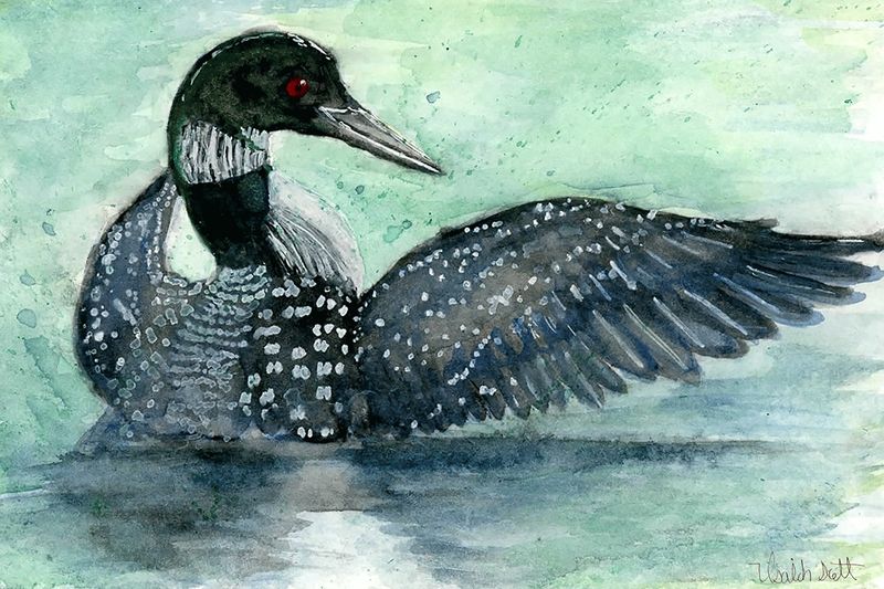 "Common Loon" by Isaiah Scott