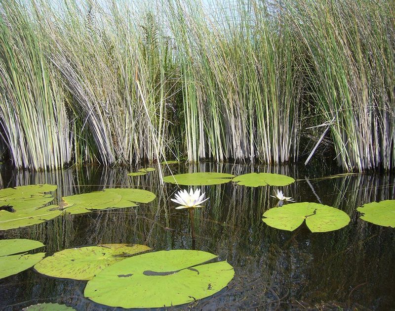 "African Water Lily" by MFox