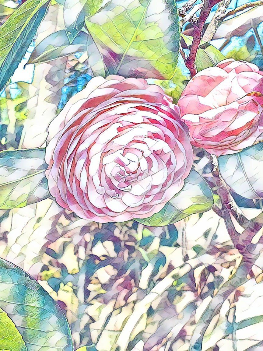 "Pink Perfection 3" by David Johnson