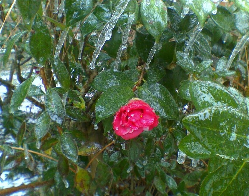 "Lone Camellia" by MFox