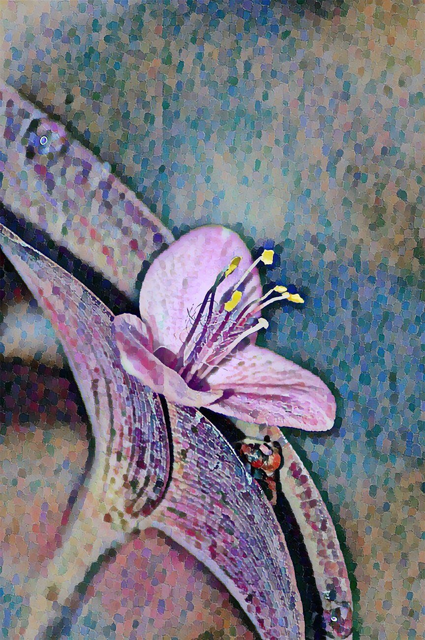 "Savannah Flower" by David Johnson