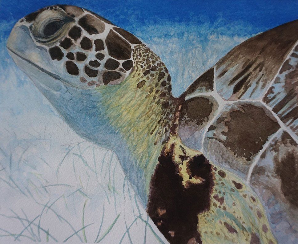 "Another Sea Turtle" by Missie Stevenson