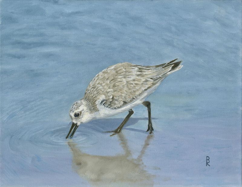 "Sanderling in the Sand" by Denise Robinson