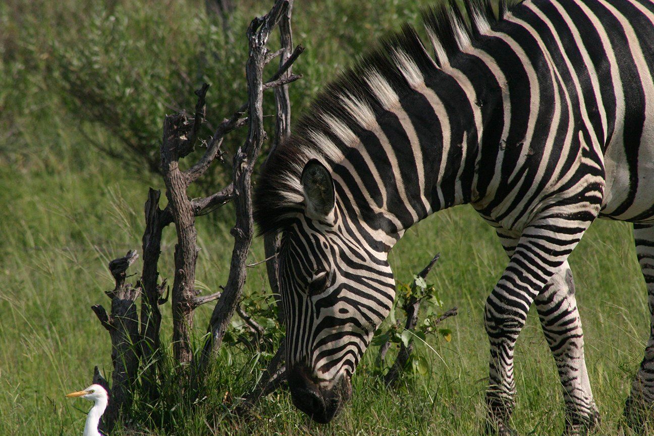 "Pundamilia" by MFox