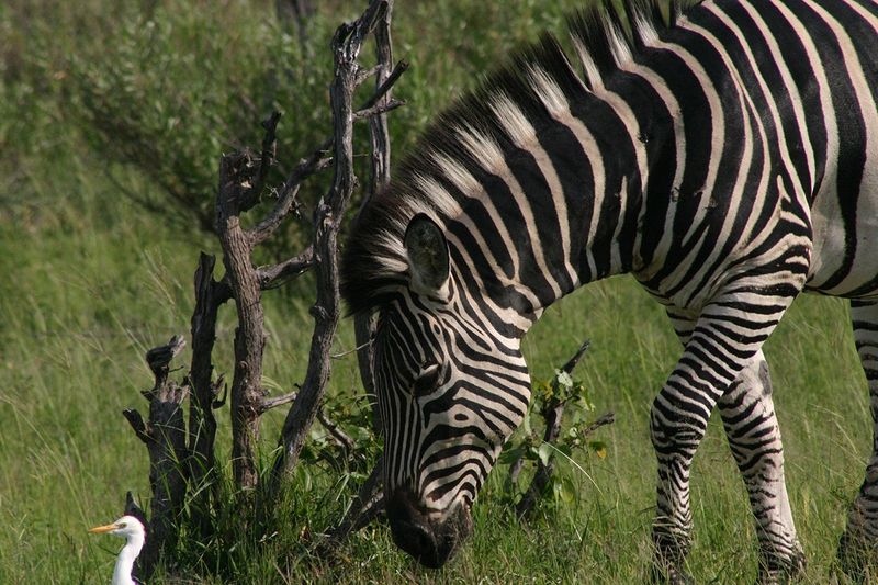 "Pundamilia" by MFox