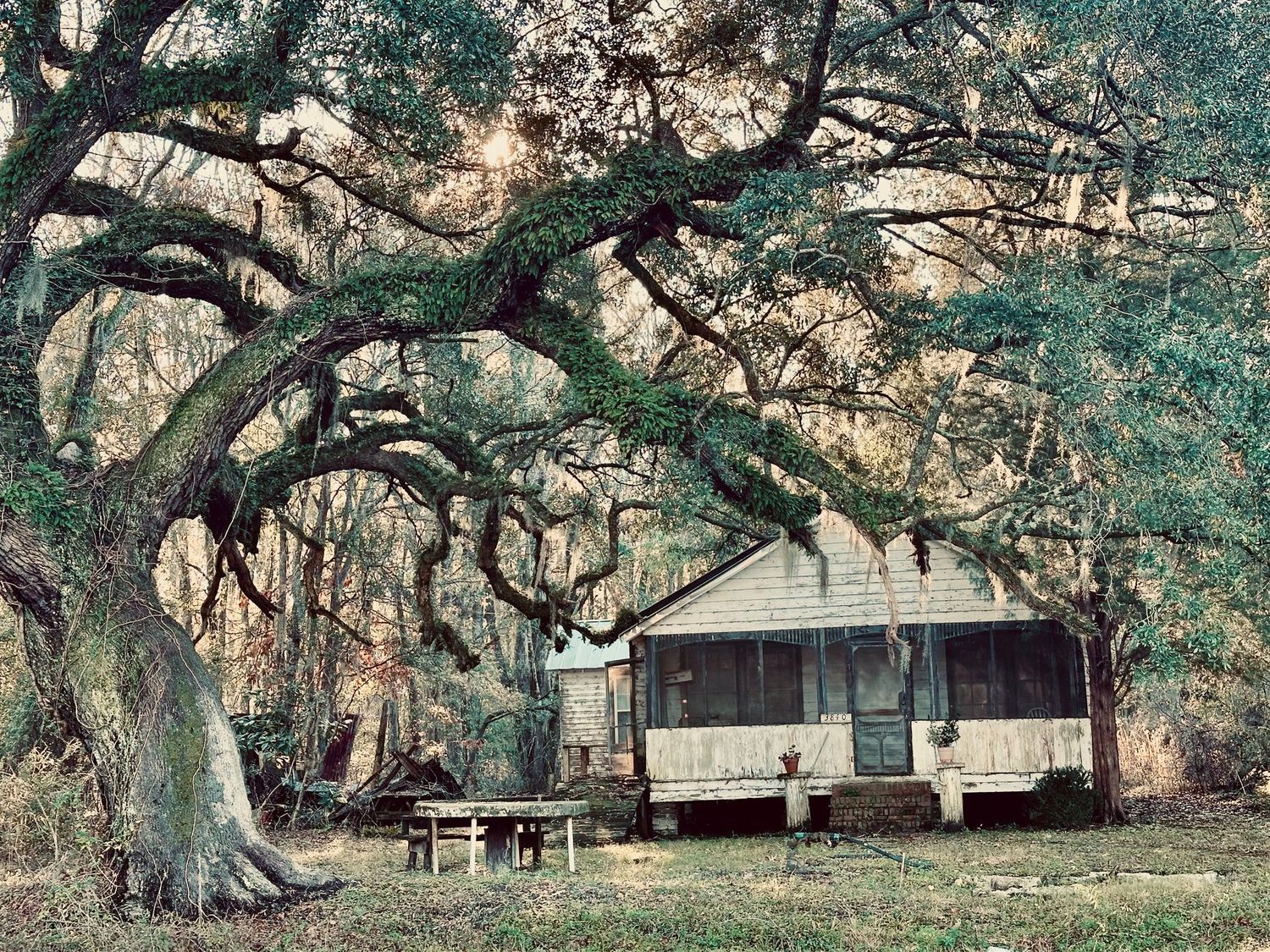 "House Under the Oak" by Spencer Evans