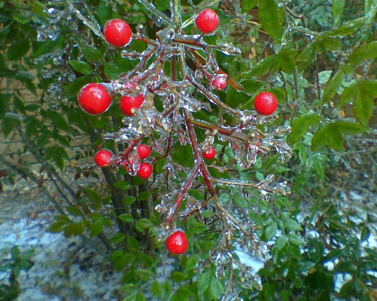 "Winter Berries" by MFox