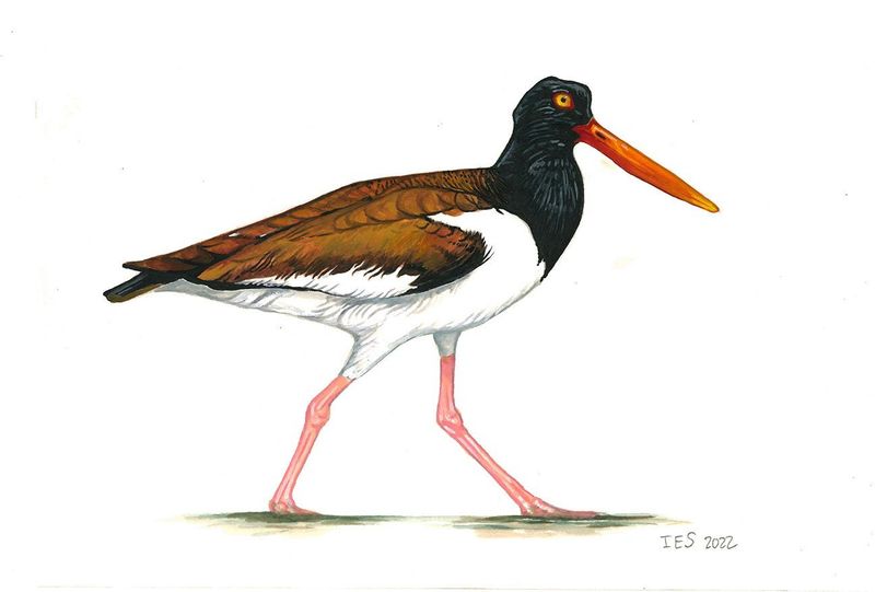 "American Oyster Catcher" by Isaiah Scott