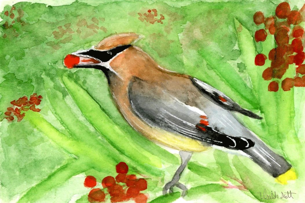"Cedar Waxwing" by Isaiah Scott