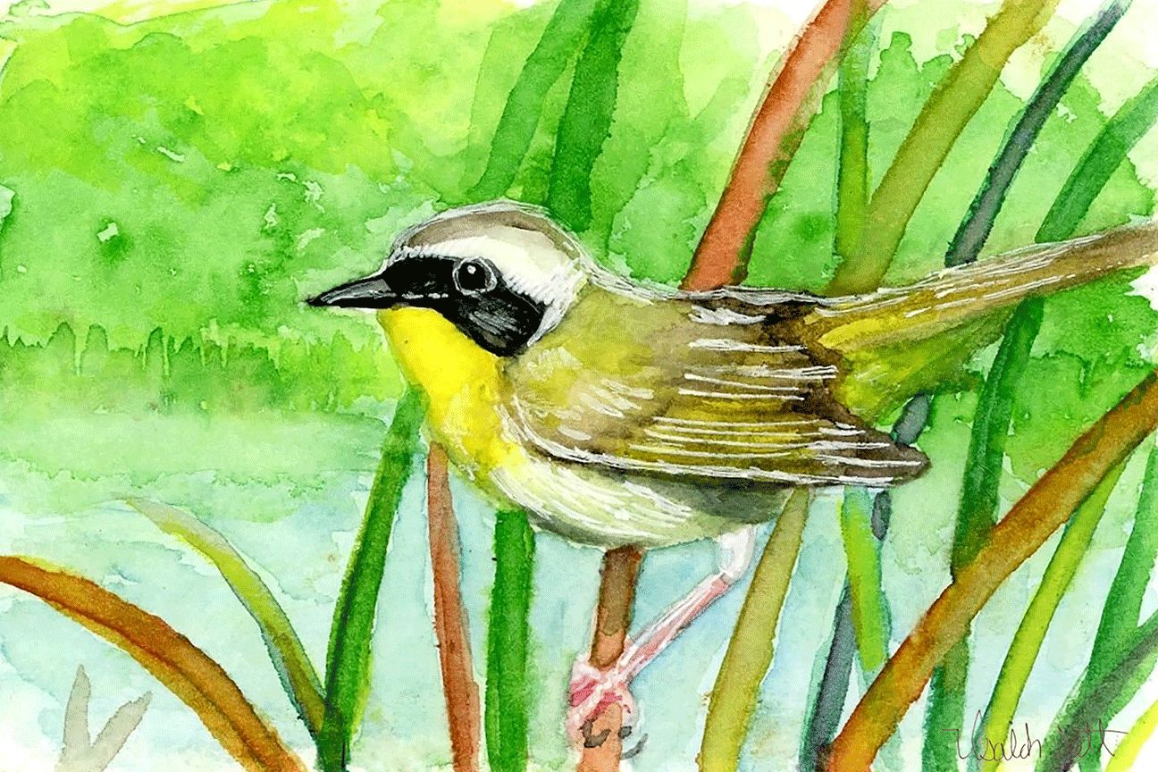 "Common Yellow Throat" by Isaiah Scott