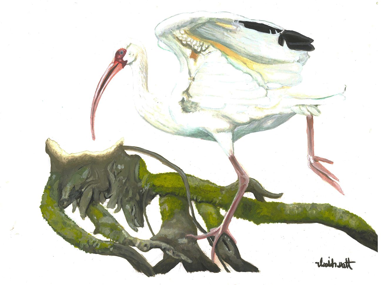 "American White Ibis" by Isaiah Scott