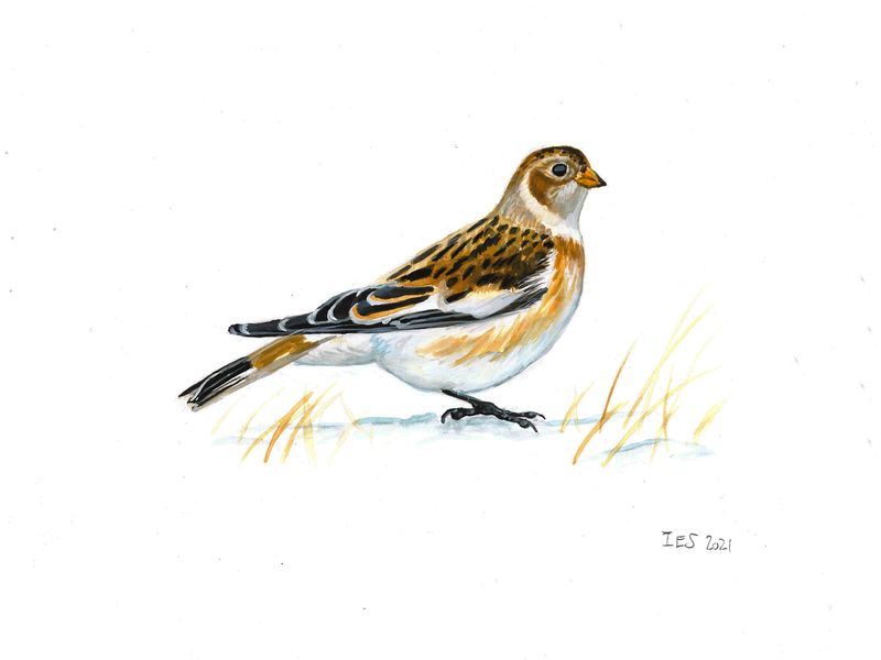 "Snow Bunting" by Isaiah Scott