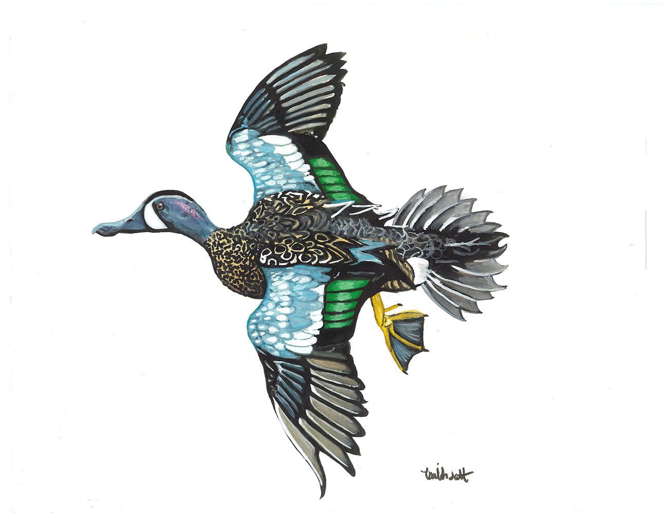 "Blue Winged Teal" by Isaiah Scott
