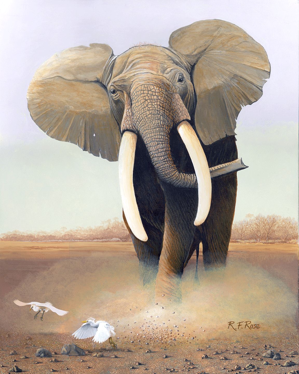 "Charging Elephant" by Richard F. Rose