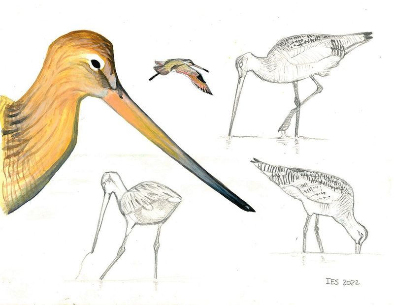 "Marbled Godwit Limosa Fedora" by Isaiah Scott