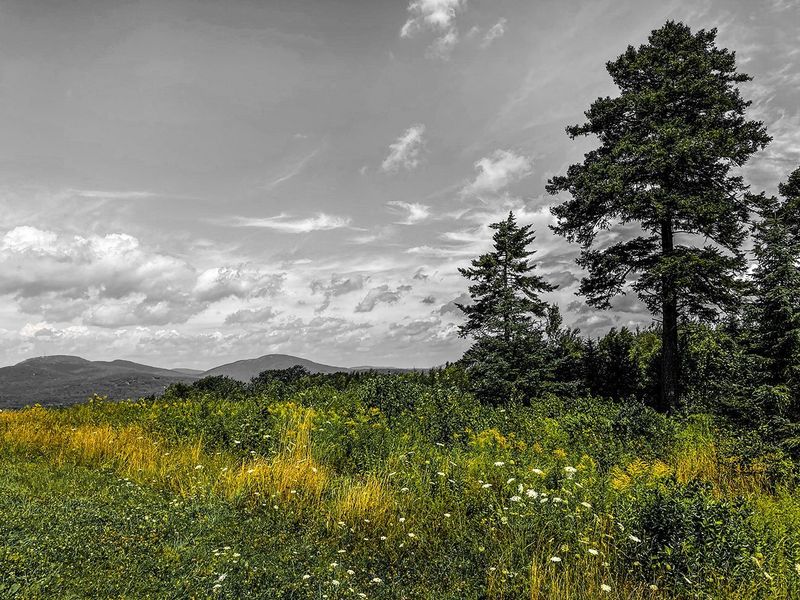 "Mountain Meadow" by Spencer Evans