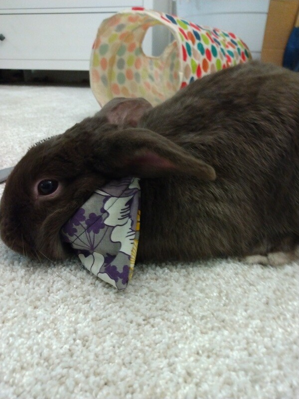 Small pet bandana