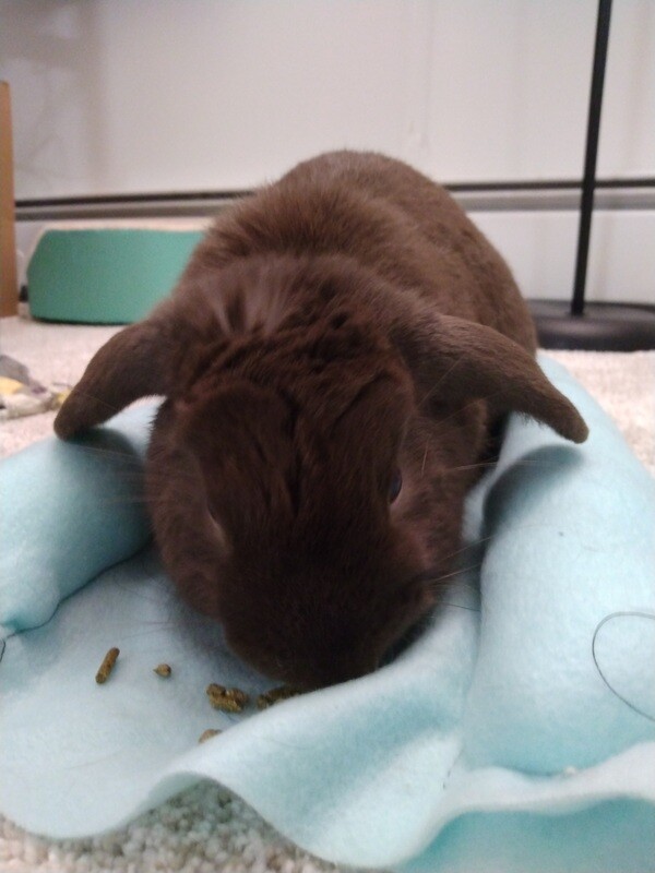 Snug A Bun