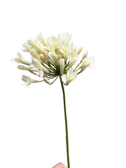 AGAPANTHUS