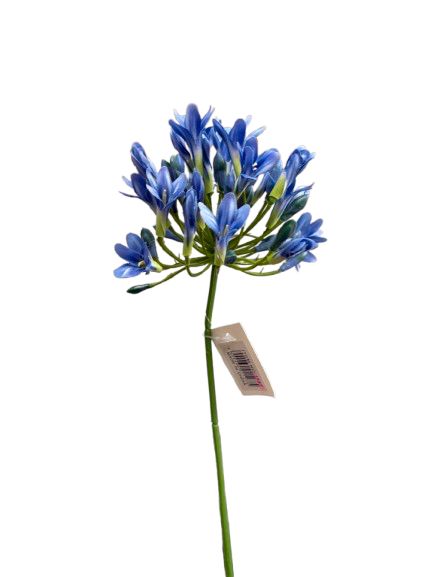 AGAPANTHUS