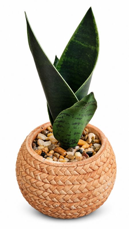 PLANTA EN MACETA ESTILO RUSTICO
