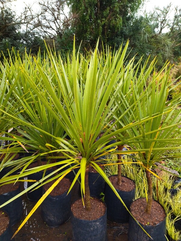 Cordyline australis, dracena, palmera de jardín