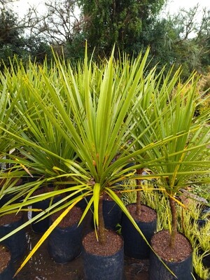 Cordyline australis, dracena, palmera de jardín