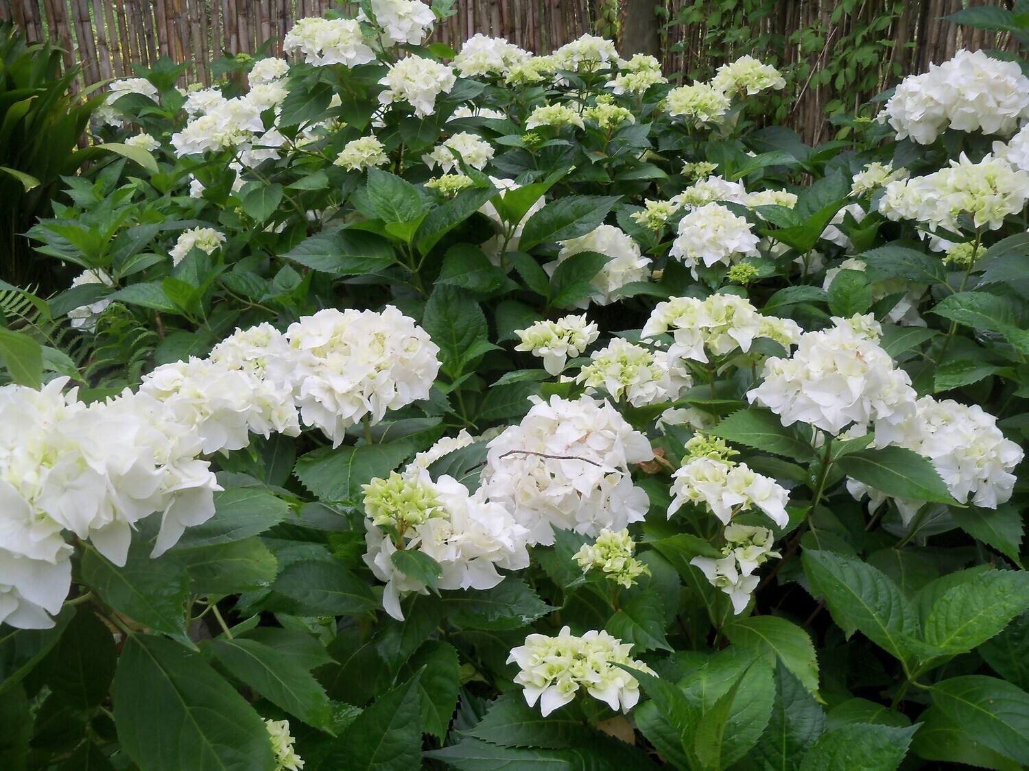 Hortensia blanca