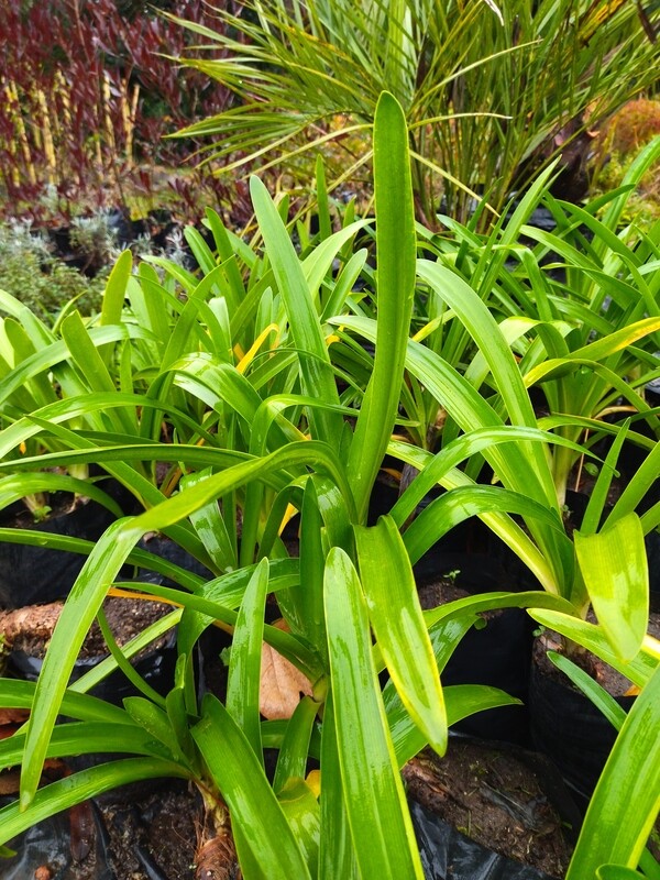 Agapanthus africanus, josefina,lirio africano