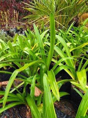 Agapanthus africanus, josefina,lirio africano