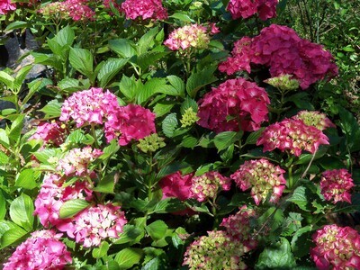 Hortensia roja, hortensia enana.