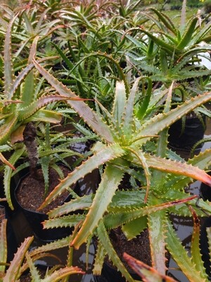 Aloe arborescens, medicinal.