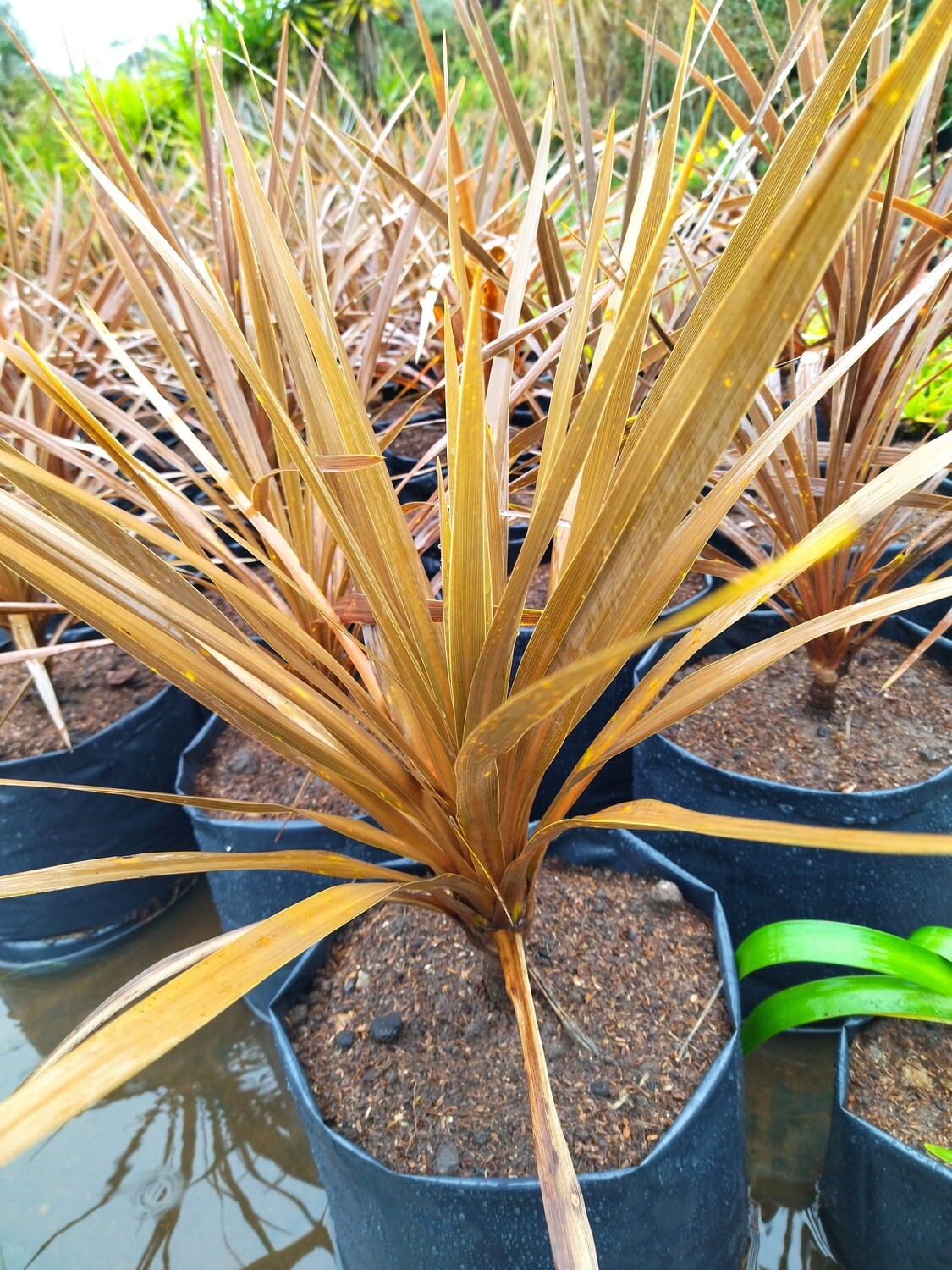 Cordyline australis rubra, dracena morada
