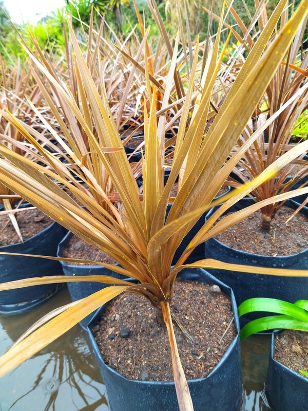 Cordyline australis rubra, dracena morada