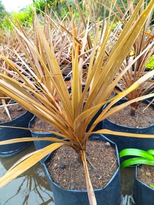 Cordyline australis rubra, dracena morada