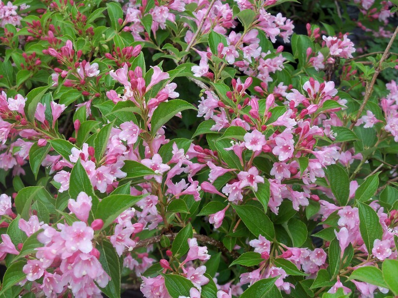 Weigela florida