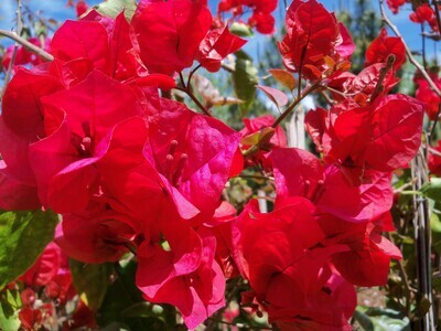 Santa rita roja, Bougainvillea