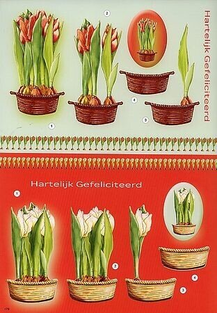 Knipvel bloemen hartelijk gefeliciteerd
