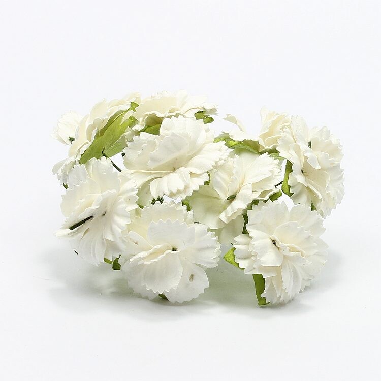 Blumen Astern weiß