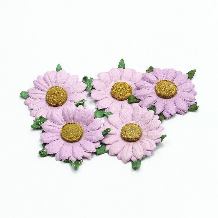 Blumen Gänseblümchen lila
