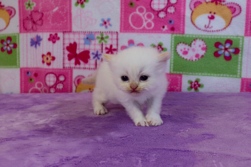 Sweetie - Cream Pointed Female Ragamuffin Kitten