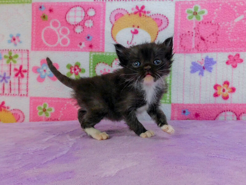 Tanya - Black Mitted Solid Female Ragamuffin Kitten